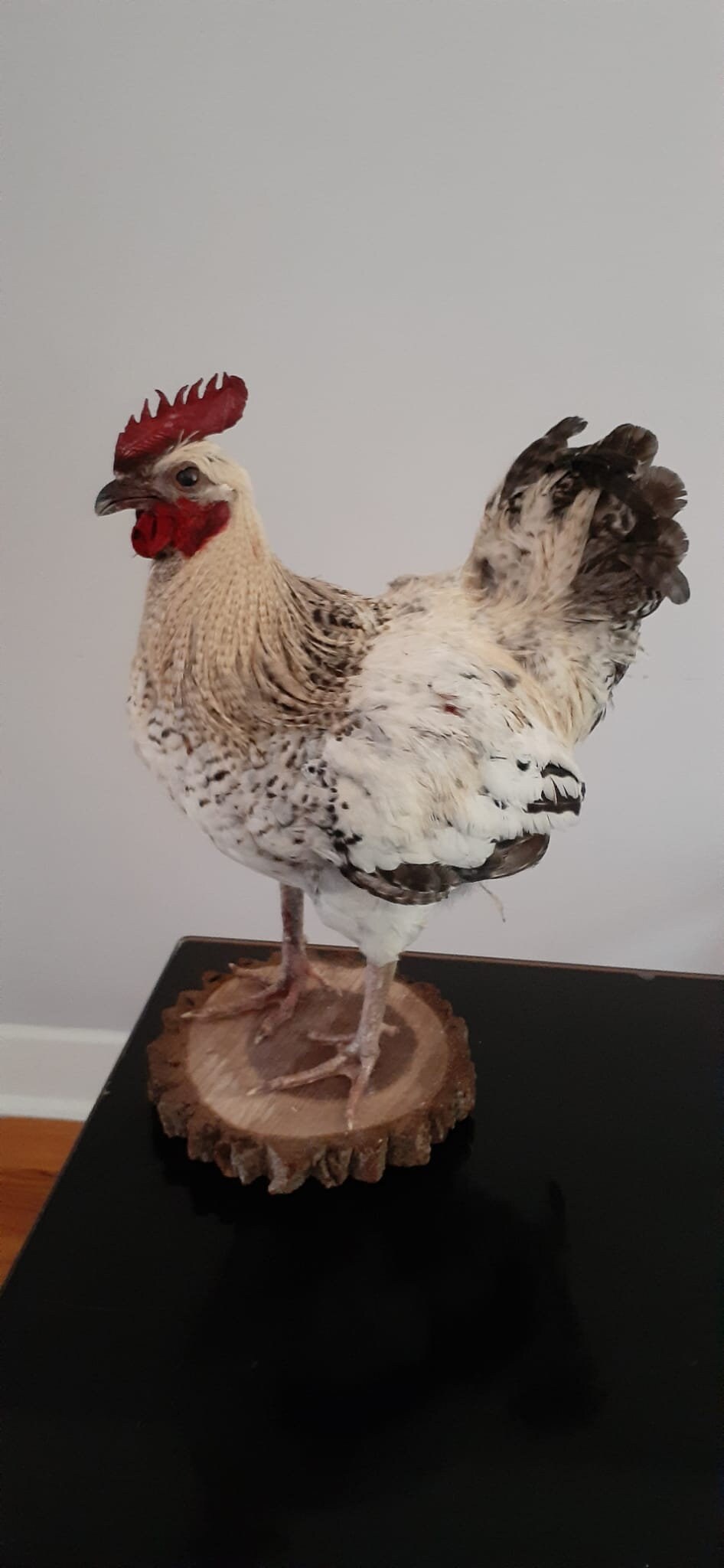 Standing rooster taxidermy, rooster mount, chicken