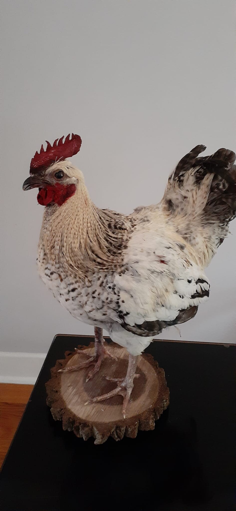 Standing rooster taxidermy, rooster mount, chicken