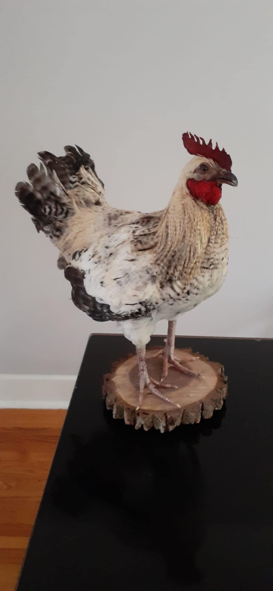 Standing rooster taxidermy, rooster mount, chicken