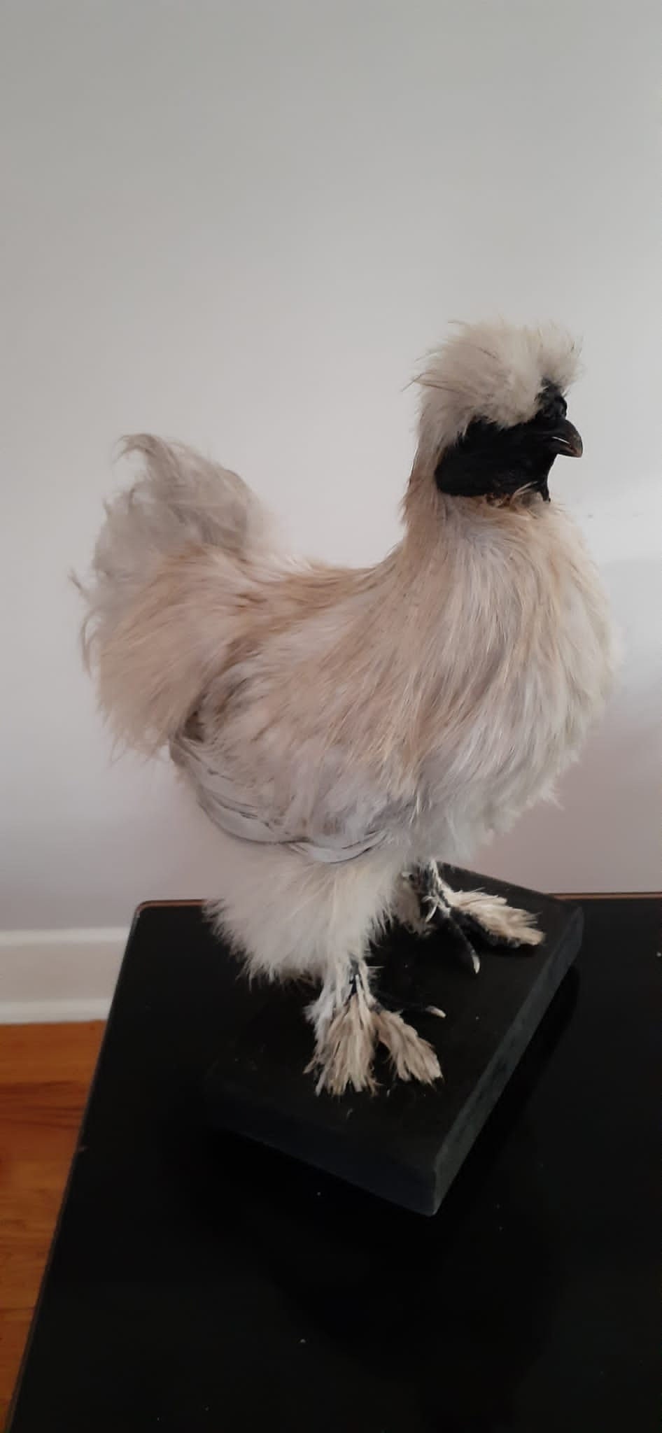 Very soft standing silky chicken taxidermy, Bird mount