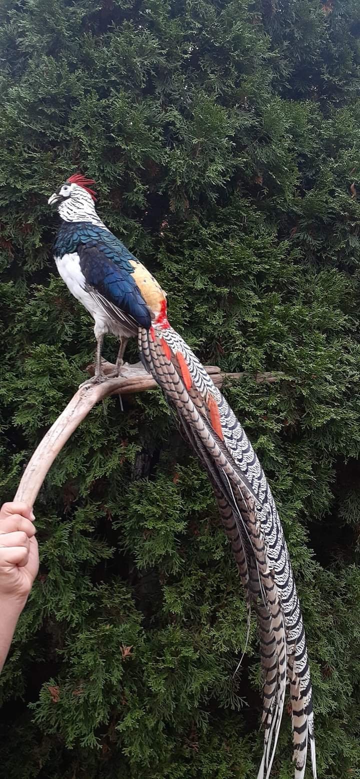Long tail Lady Amherst pheasant taxidermy, wall mounted bird