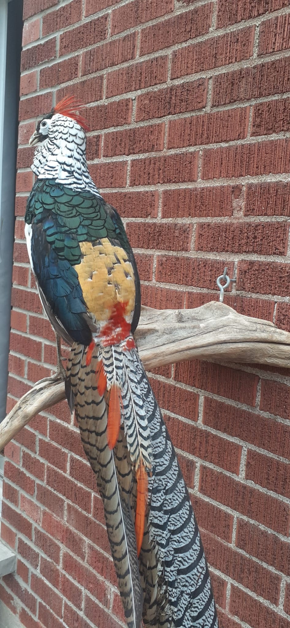 Long tail Lady Amherst pheasant taxidermy, wall mounted bird
