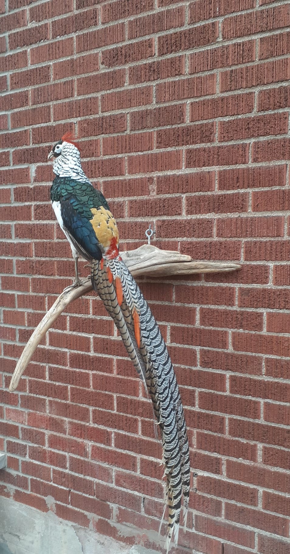 Long tail Lady Amherst pheasant taxidermy, wall mounted bird