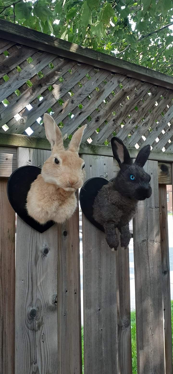 Two shoulder mounts bunnies taxidermy, wall mounted black and brown rabbits taxidermy