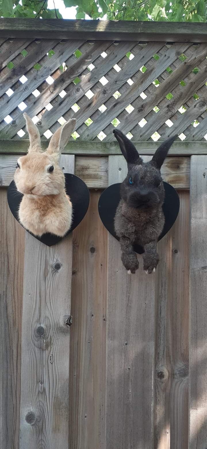 Two shoulder mounts bunnies taxidermy, wall mounted black and brown rabbits taxidermy