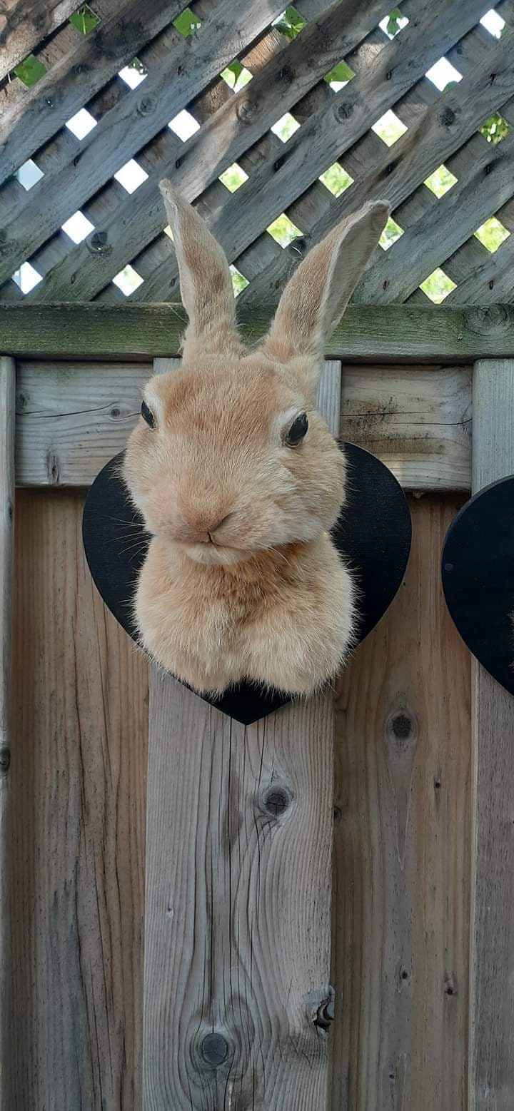 Two shoulder mounts bunnies taxidermy, wall mounted black and brown rabbits taxidermy