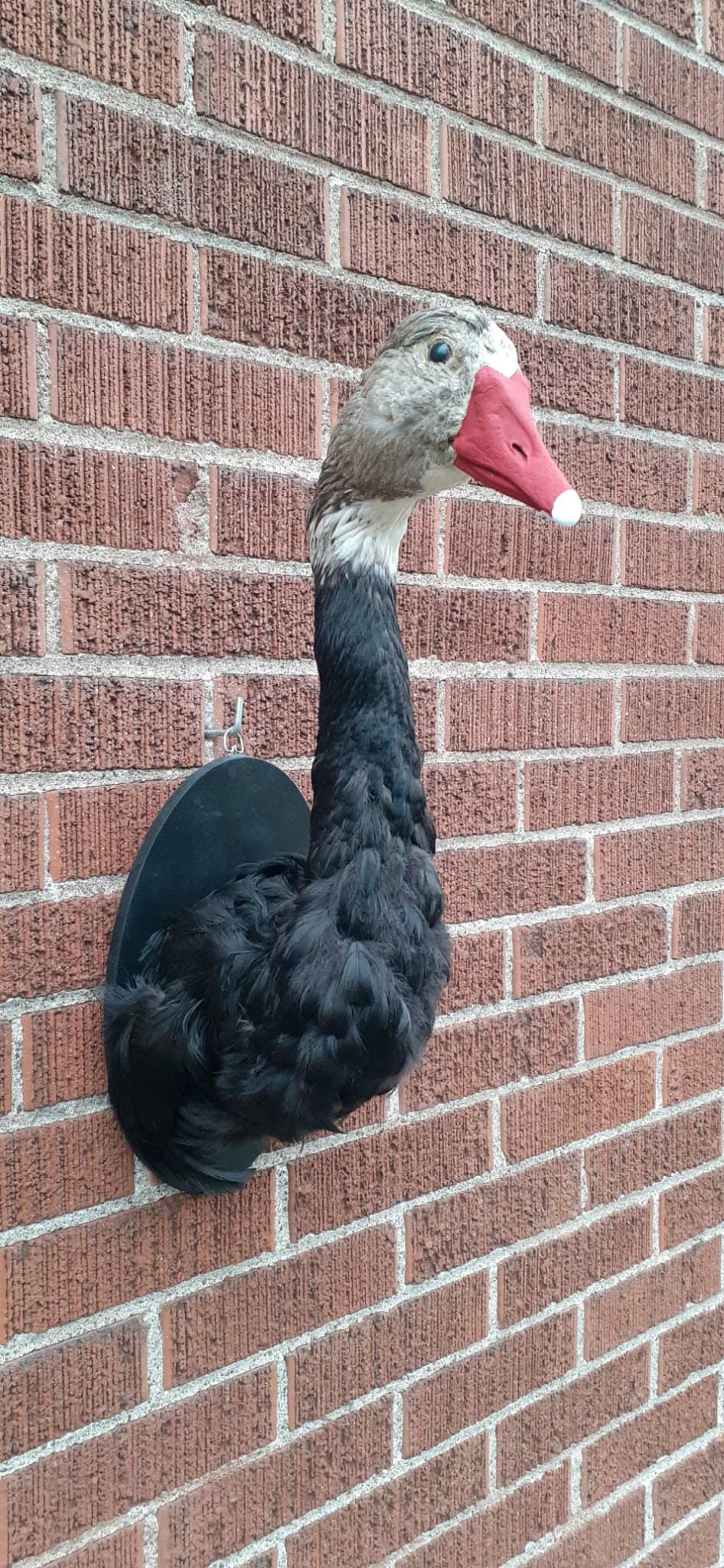 Black body wall mounted half goose taxidermy, Bird taxidermy