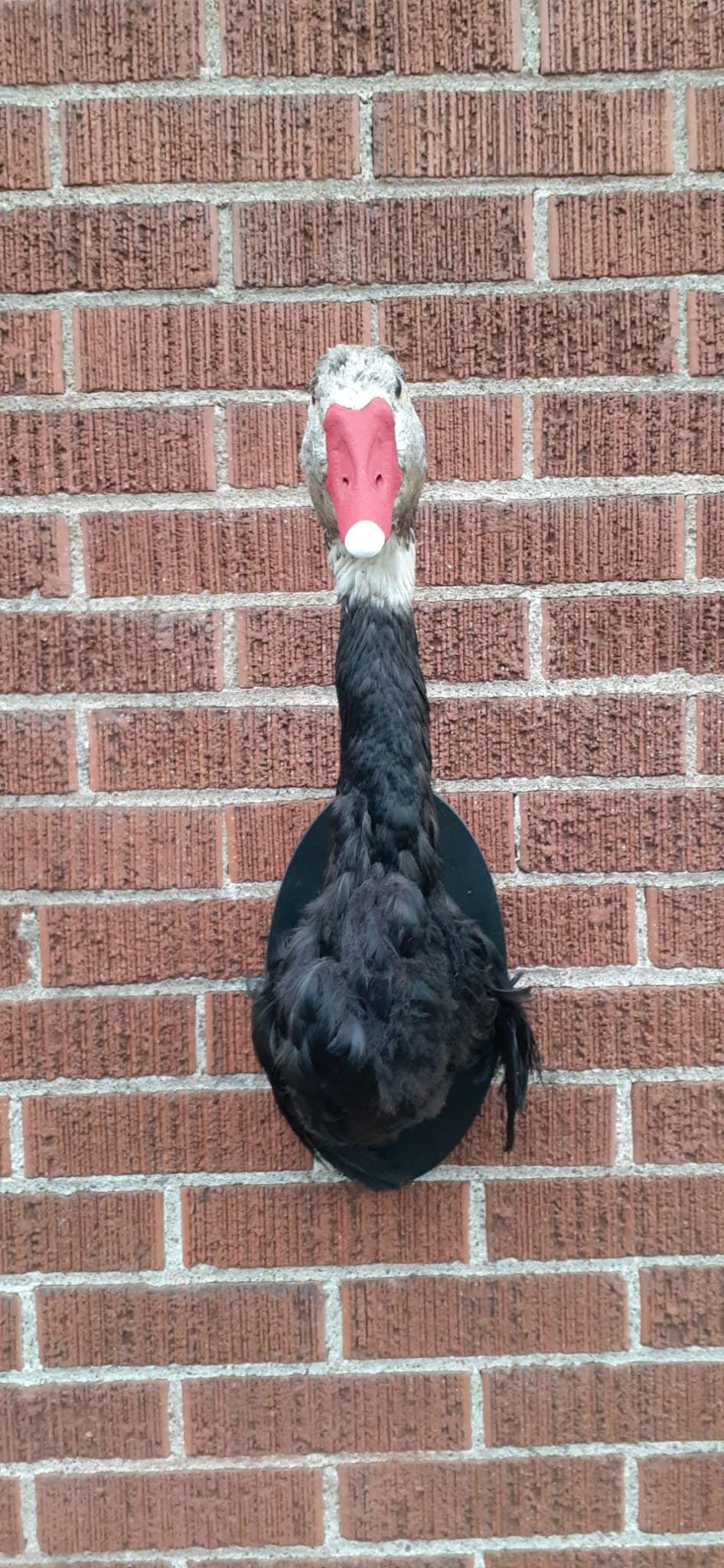 Black body wall mounted half goose taxidermy, Bird taxidermy