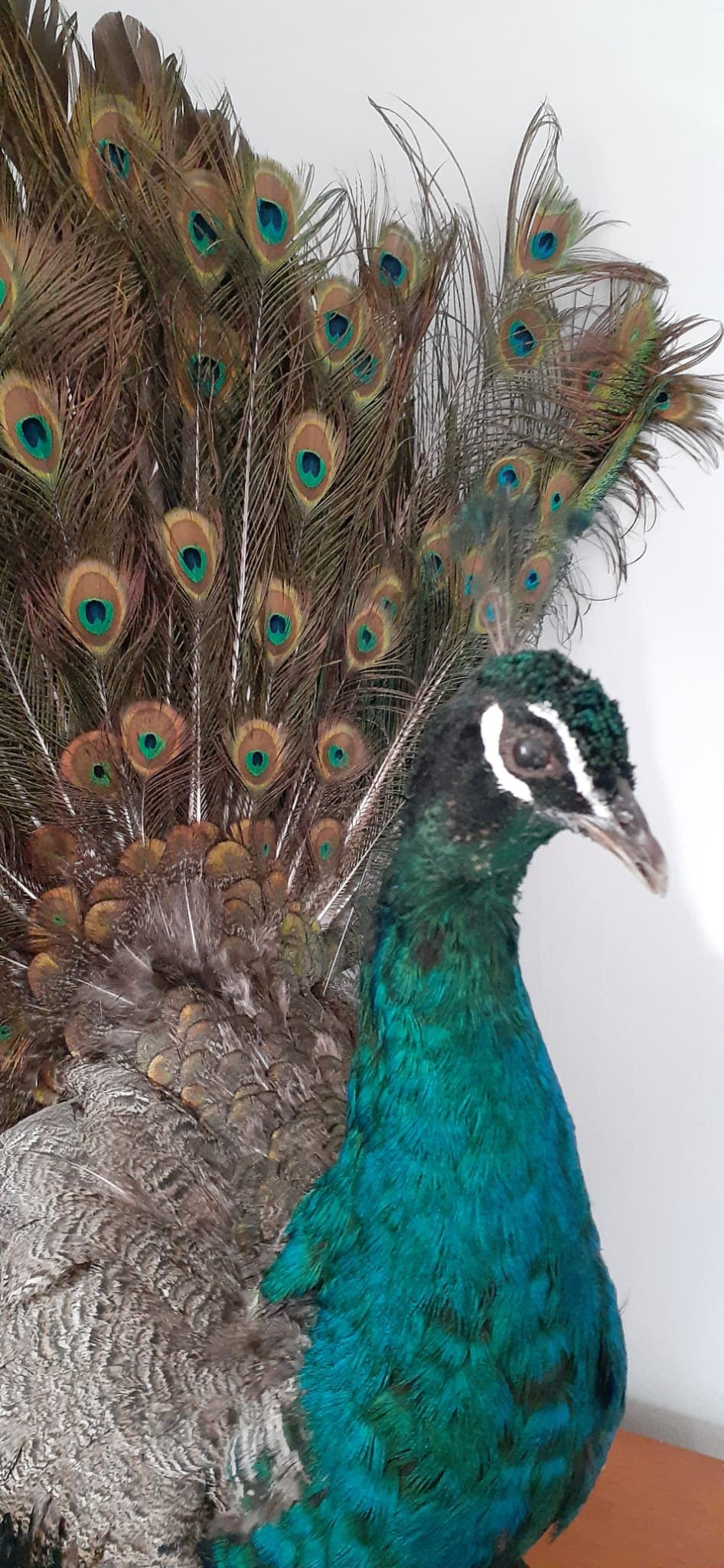 Amazing apartment size peacock taxidermy, standing peacock mount, bird