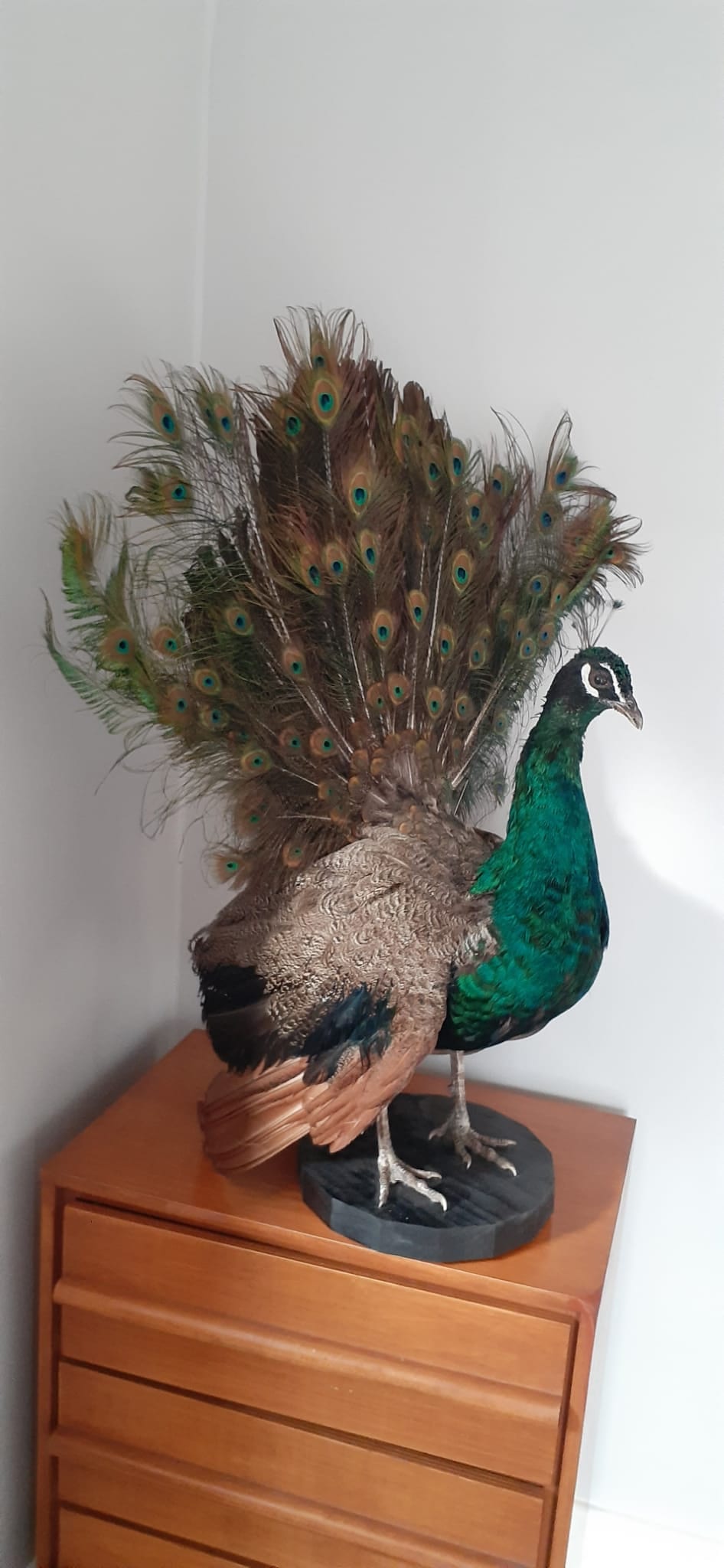 Amazing apartment size peacock taxidermy, standing peacock mount, bird