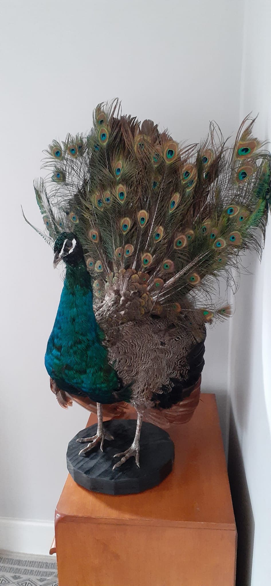 Amazing apartment size peacock taxidermy, standing peacock mount, bird