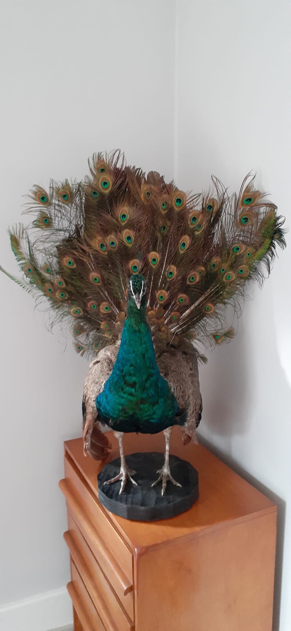 Amazing apartment size peacock taxidermy, standing peacock mount, bird