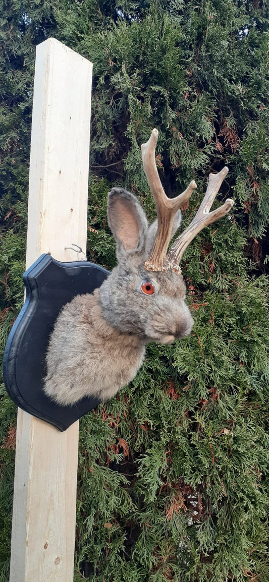 Dark gray brownish jackalope taxidermy, Shoulder Mount rabbit, bunny mount with real roe deer antlers