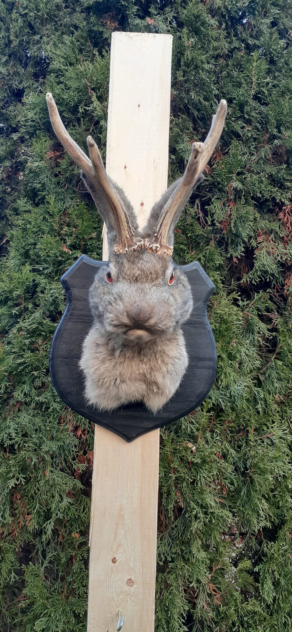 Dark gray brownish jackalope taxidermy, Shoulder Mount rabbit, bunny mount with real roe deer antlers
