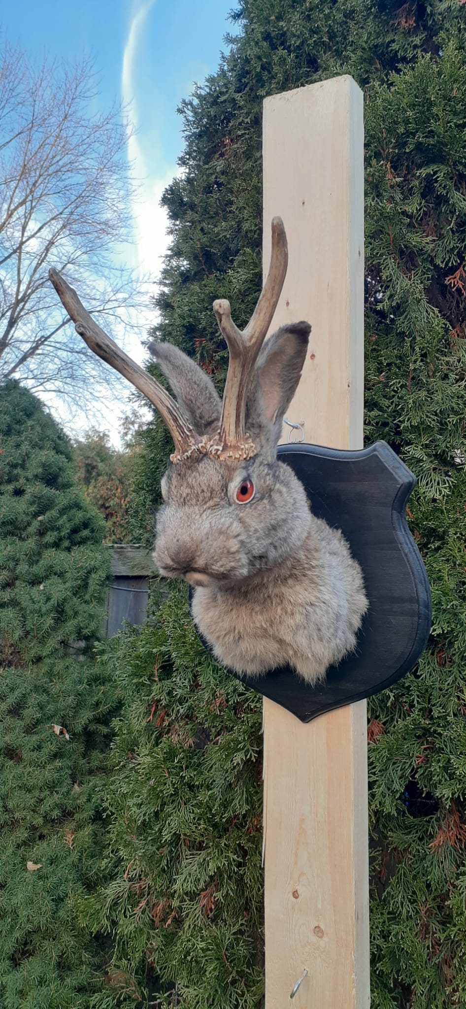 Dark gray brownish jackalope taxidermy, Shoulder Mount rabbit, bunny mount with real roe deer antlers