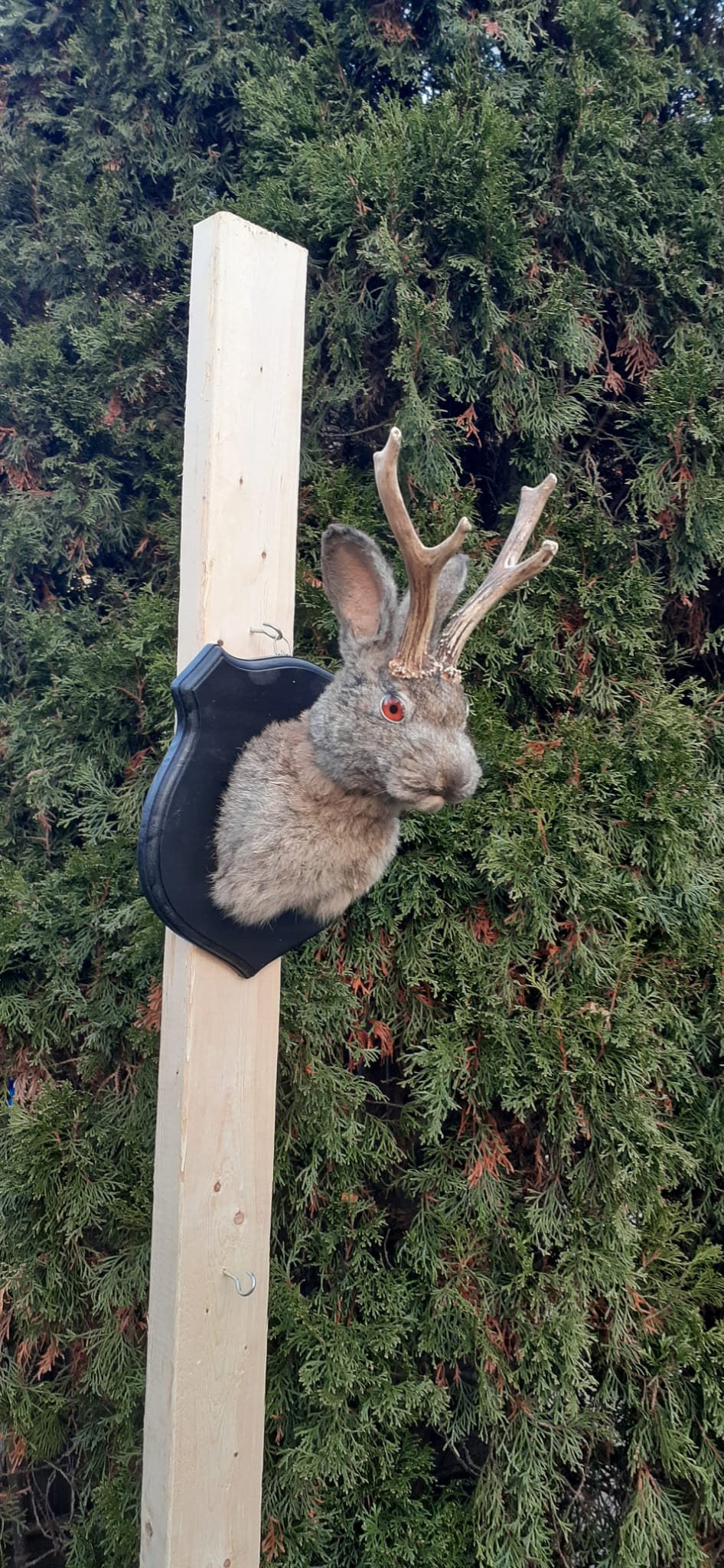 Dark gray brownish jackalope taxidermy, Shoulder Mount rabbit, bunny mount with real roe deer antlers