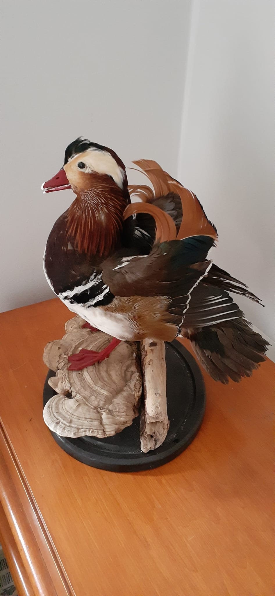 Very Nice standing mandarin duck taxidermy, Bird taxidermy