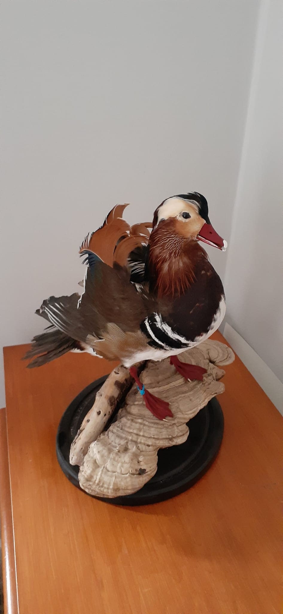 Very Nice standing mandarin duck taxidermy, Bird taxidermy