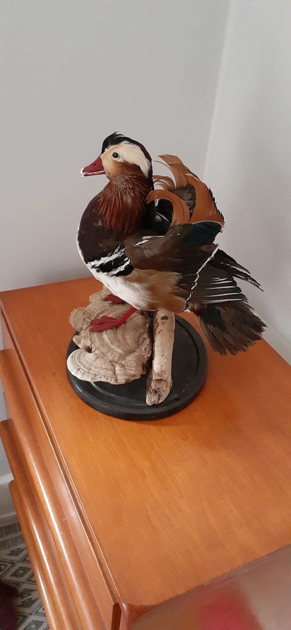 Very Nice standing mandarin duck taxidermy, Bird taxidermy