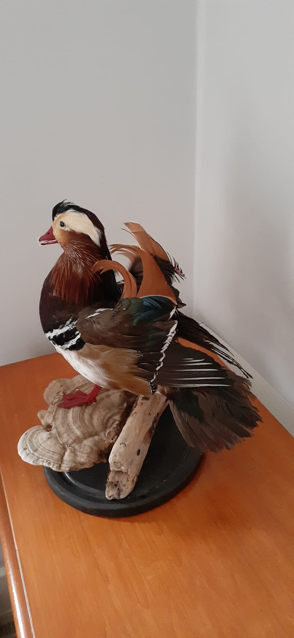 Very Nice standing mandarin duck taxidermy, Bird taxidermy