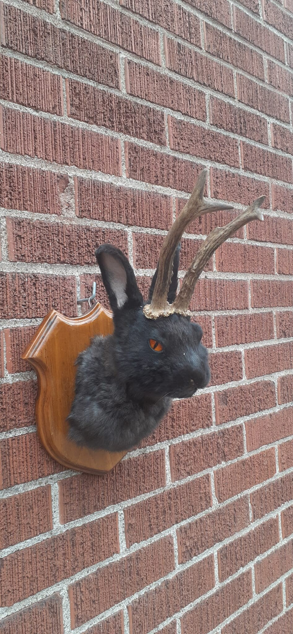 Black jackalope taxidermy with fire demon orange color, bunny shoulder mount, wall mounted rabbit