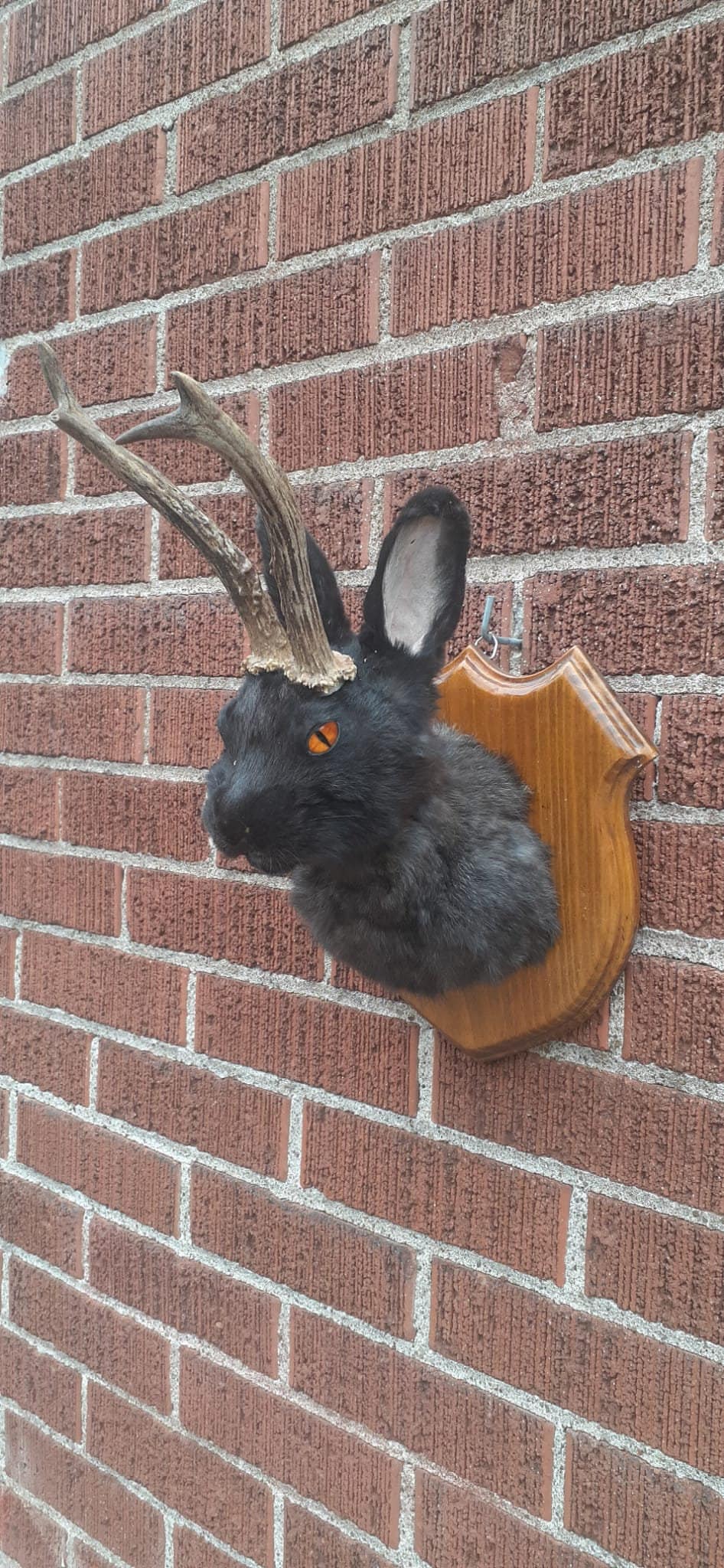 Black jackalope taxidermy with fire demon orange color, bunny shoulder mount, wall mounted rabbit