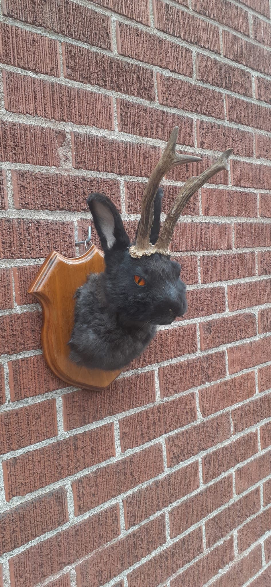 Black jackalope taxidermy with fire demon orange color, bunny shoulder mount, wall mounted rabbit