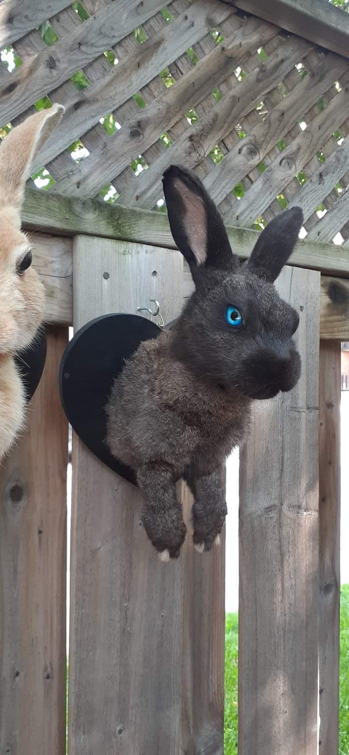 Two shoulder mounts bunnies taxidermy, wall mounted black and brown rabbits taxidermy