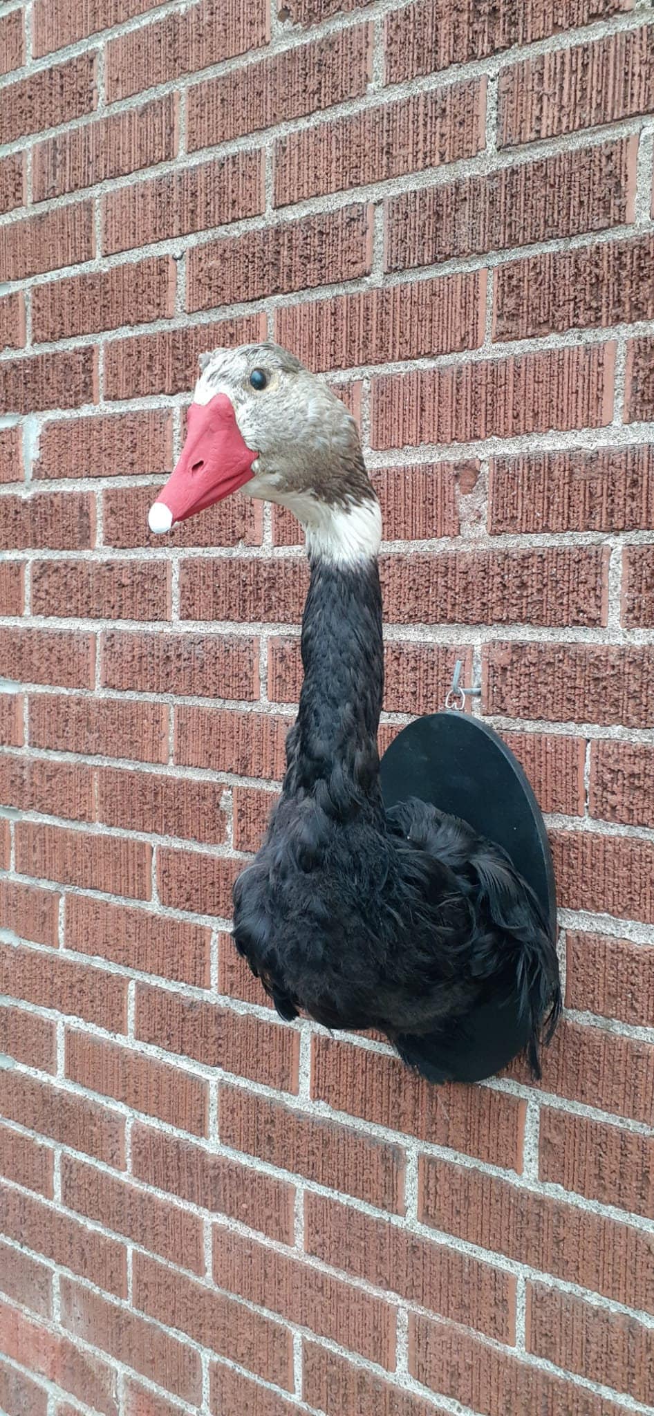 Black body wall mounted half goose taxidermy, Bird taxidermy