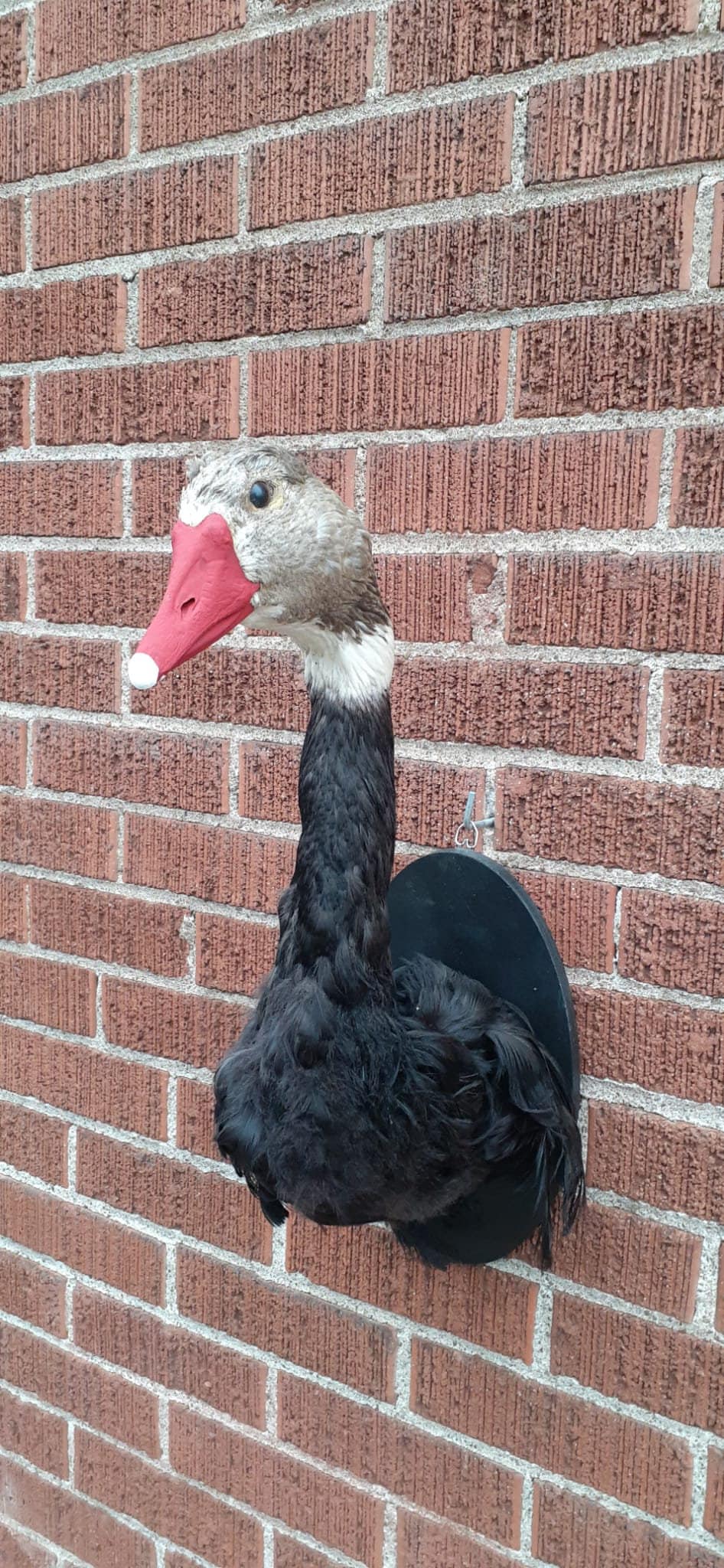 Black body wall mounted half goose taxidermy, Bird taxidermy