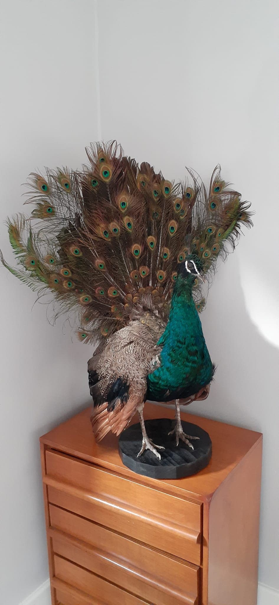 Amazing apartment size peacock taxidermy, standing peacock mount, bird
