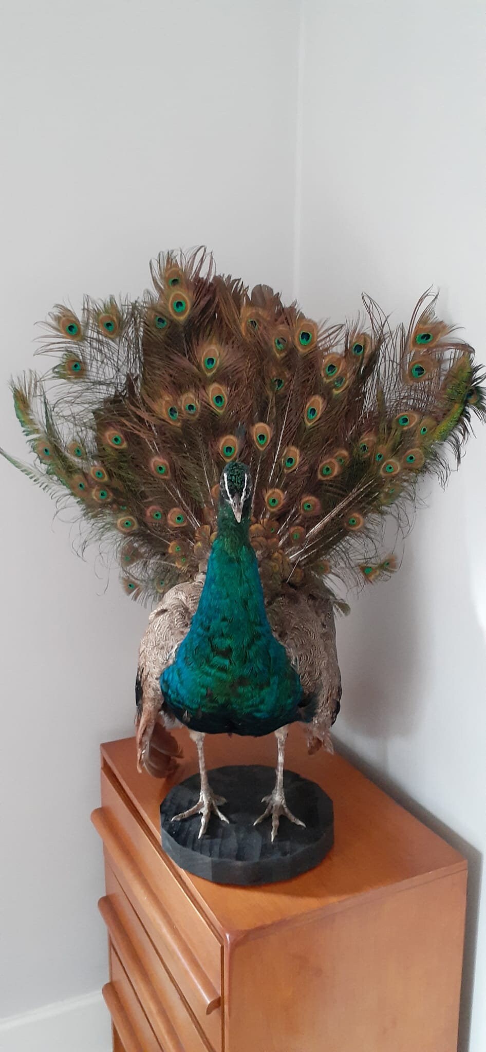 Amazing apartment size peacock taxidermy, standing peacock mount, bird
