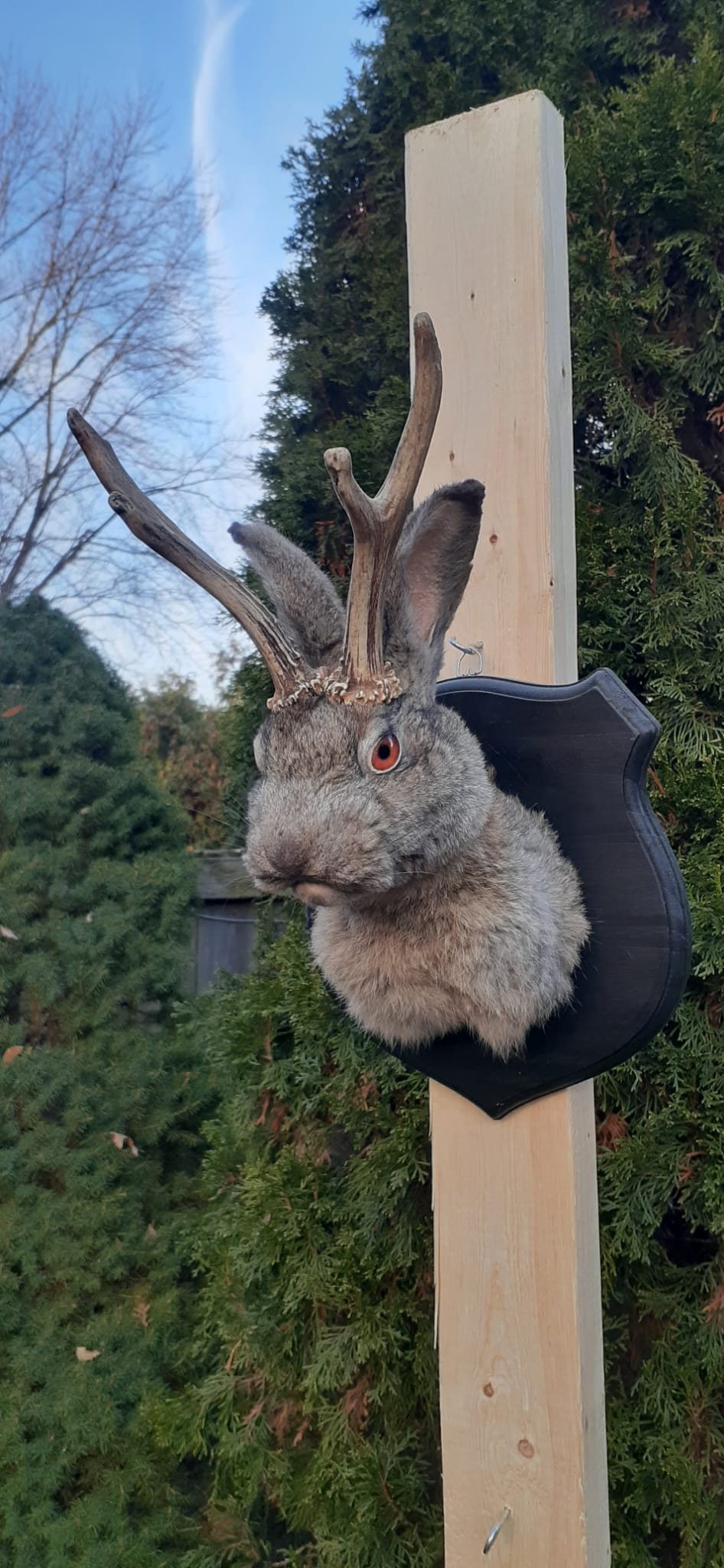 Dark gray brownish jackalope taxidermy, Shoulder Mount rabbit, bunny mount with real roe deer antlers