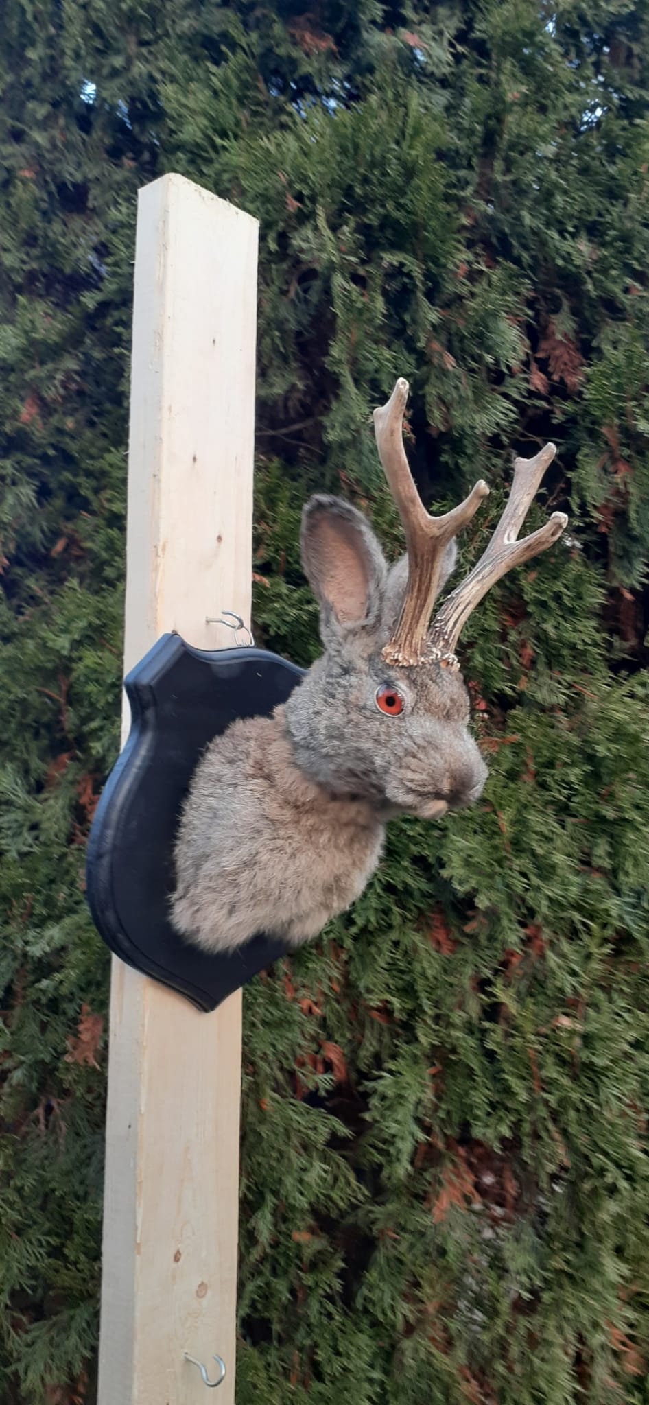 Dark gray brownish jackalope taxidermy, Shoulder Mount rabbit, bunny mount with real roe deer antlers