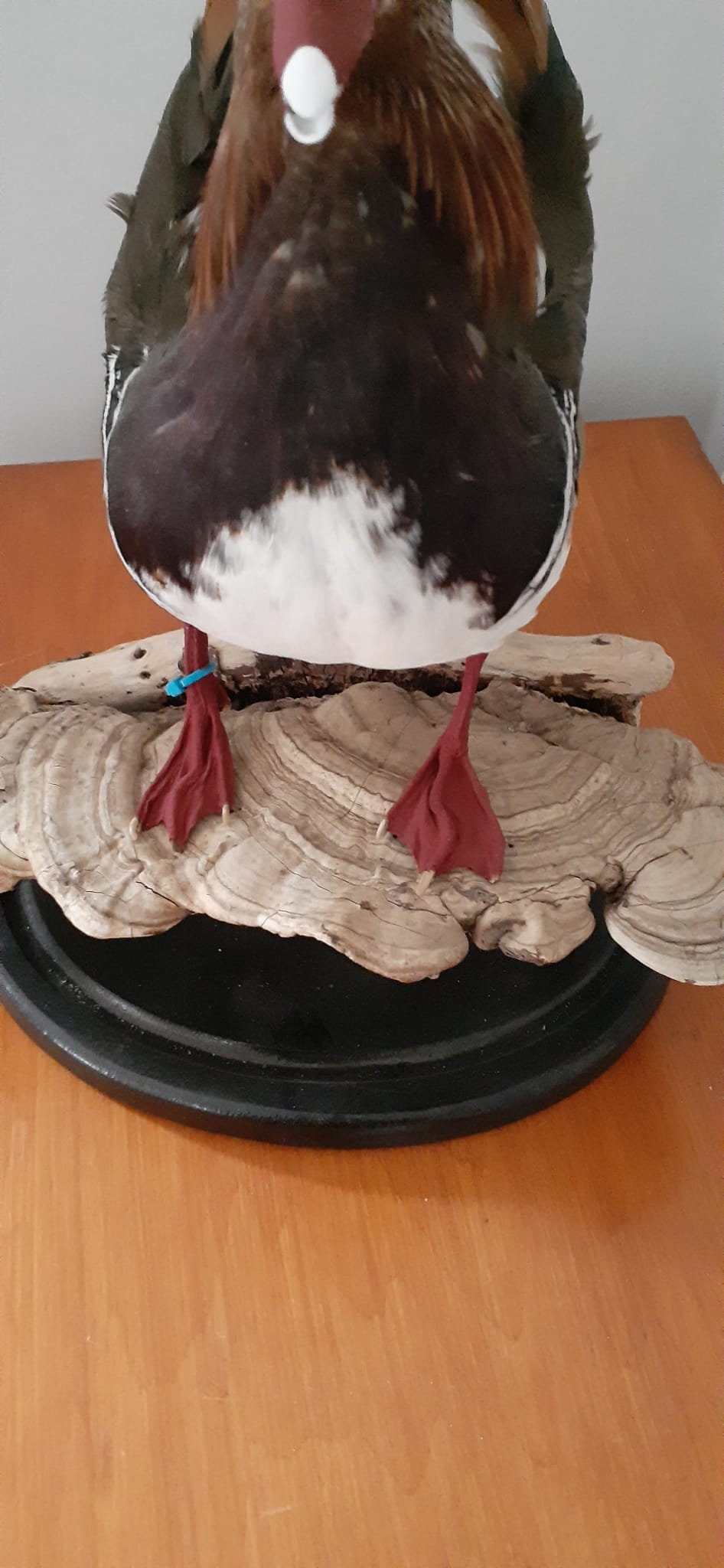 Very Nice standing mandarin duck taxidermy, Bird taxidermy