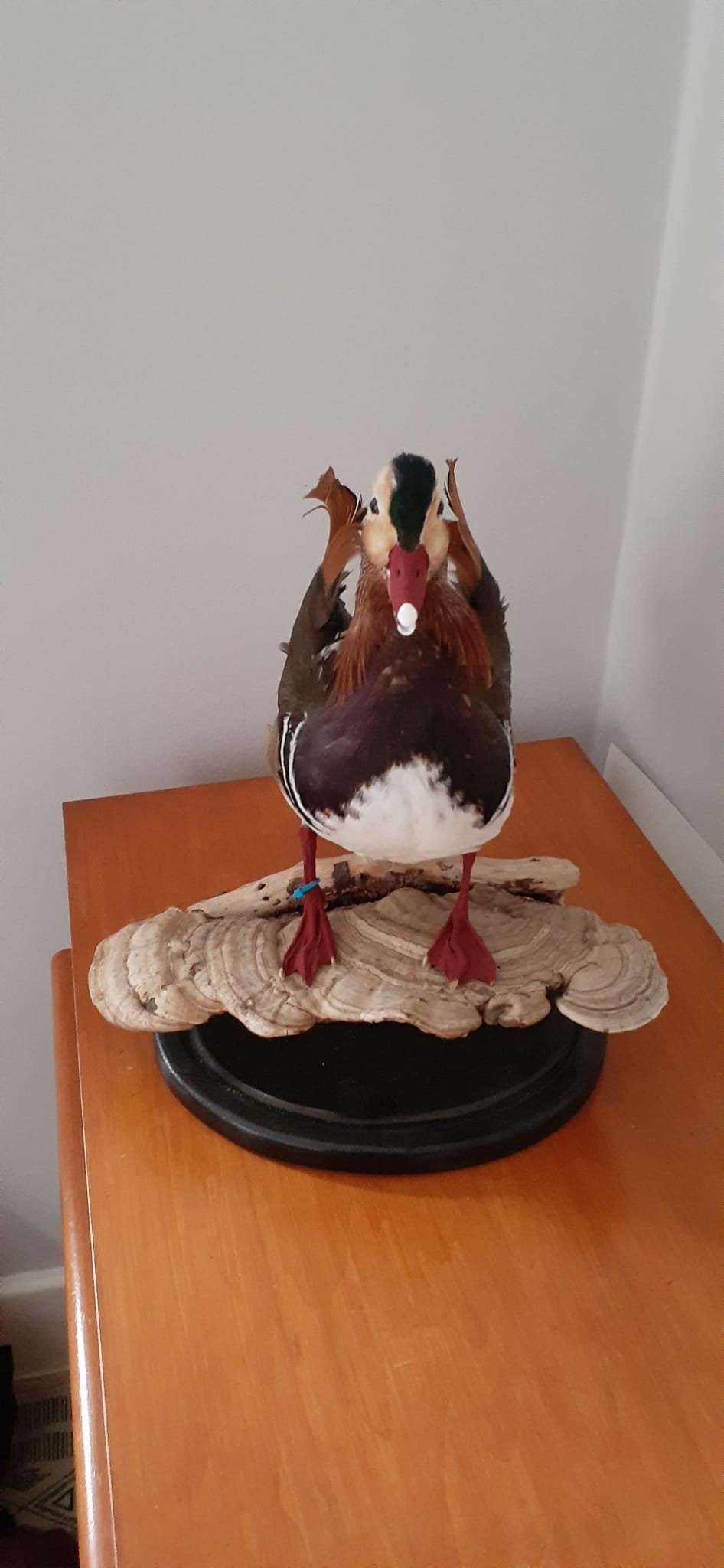 Very Nice standing mandarin duck taxidermy, Bird taxidermy