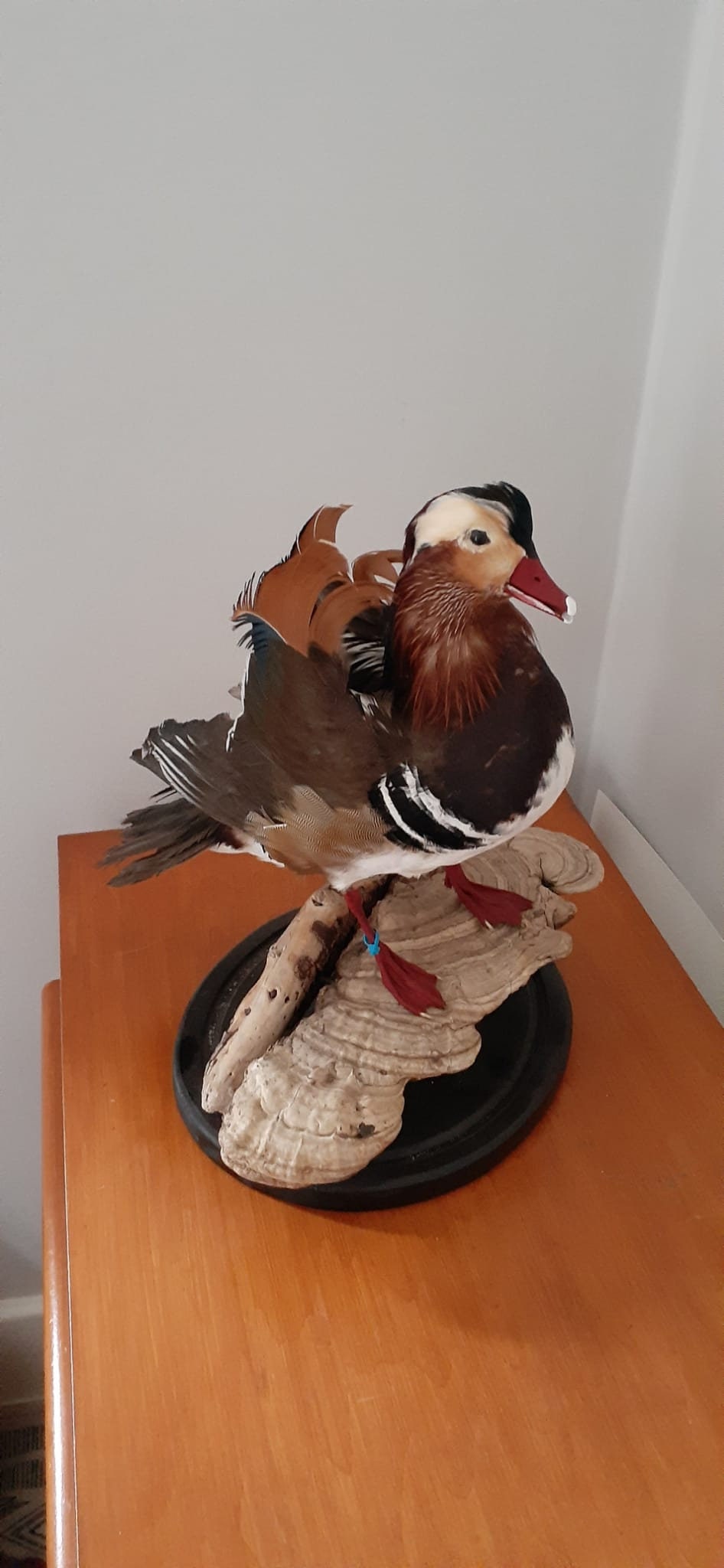 Very Nice standing mandarin duck taxidermy, Bird taxidermy