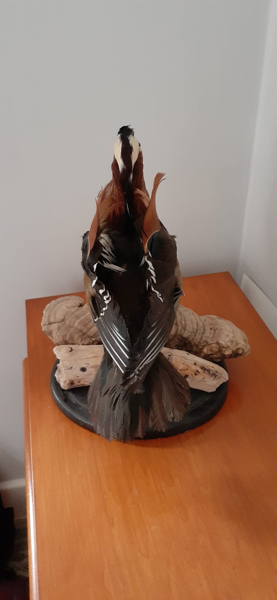 Very Nice standing mandarin duck taxidermy, Bird taxidermy