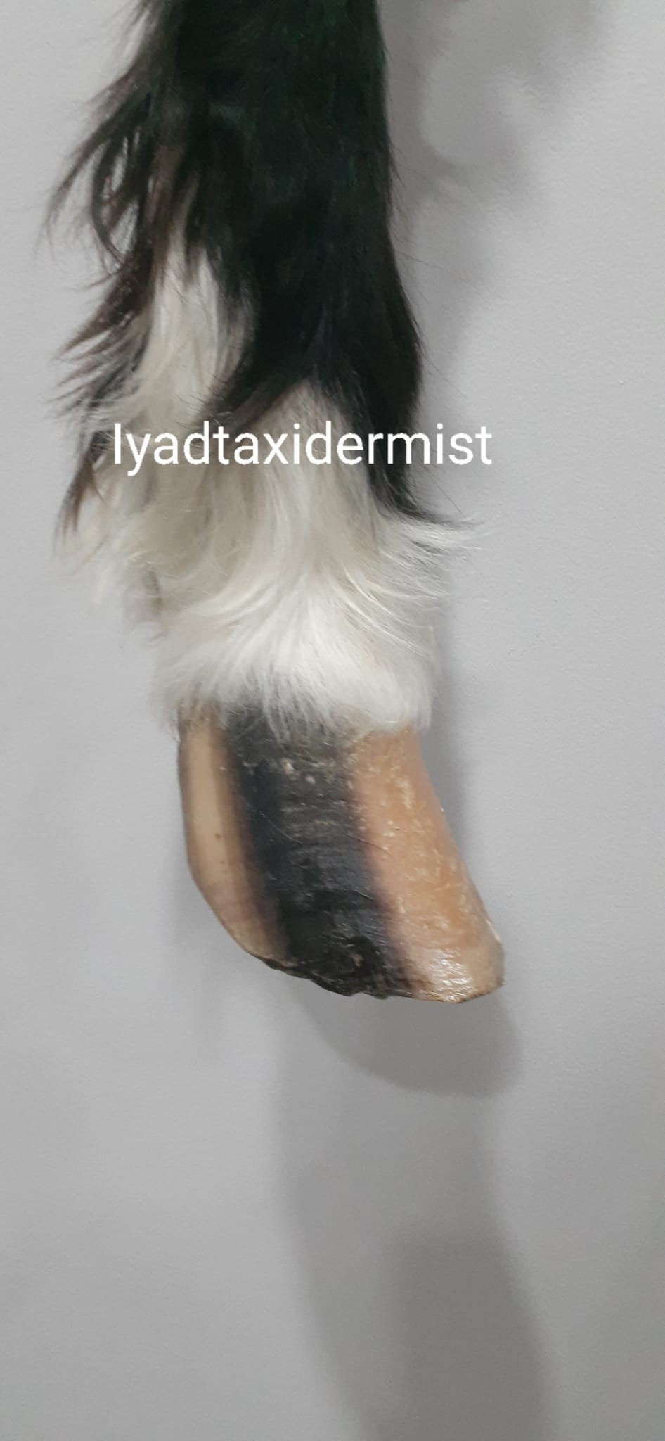 Very nice and unique high quality and rare to find horse leg taxidermy, horse hoof mount