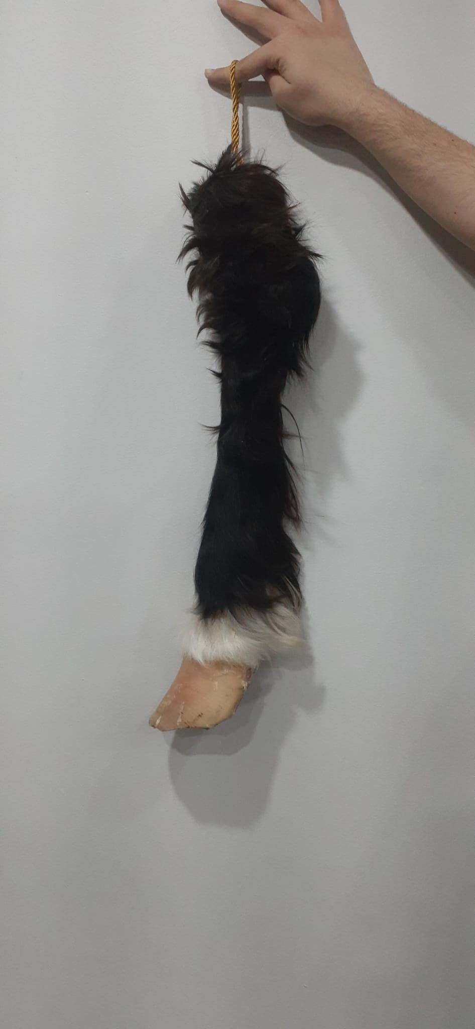 Very nice and unique high quality and rare to find horse leg taxidermy, horse hoof mount