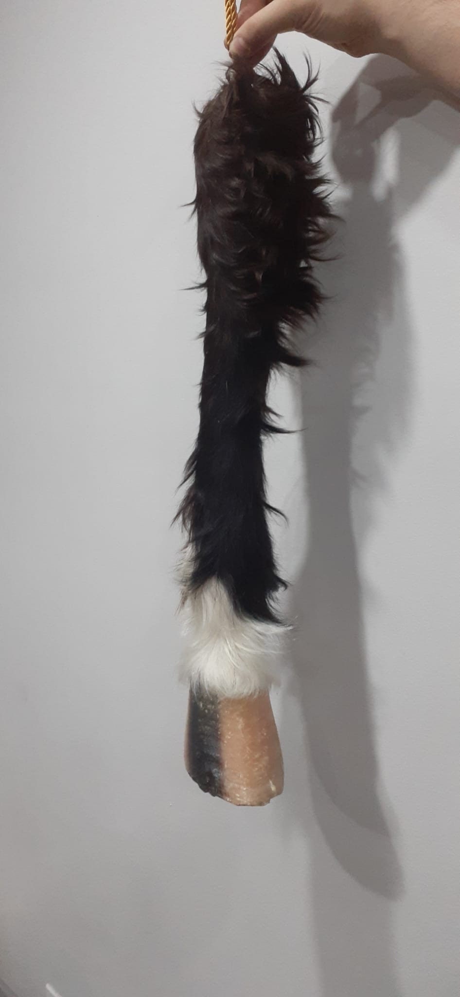 Very nice and unique high quality and rare to find horse leg taxidermy, horse hoof mount