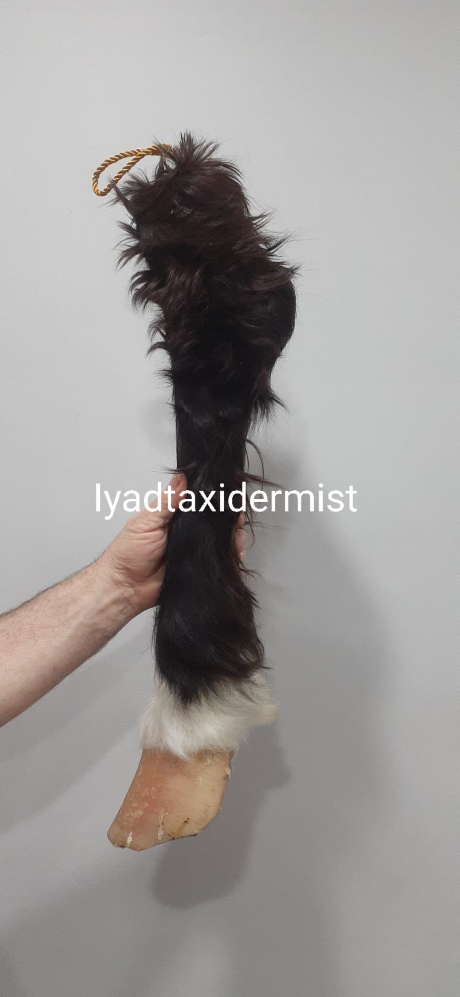 Very nice and unique high quality and rare to find horse leg taxidermy, horse hoof mount