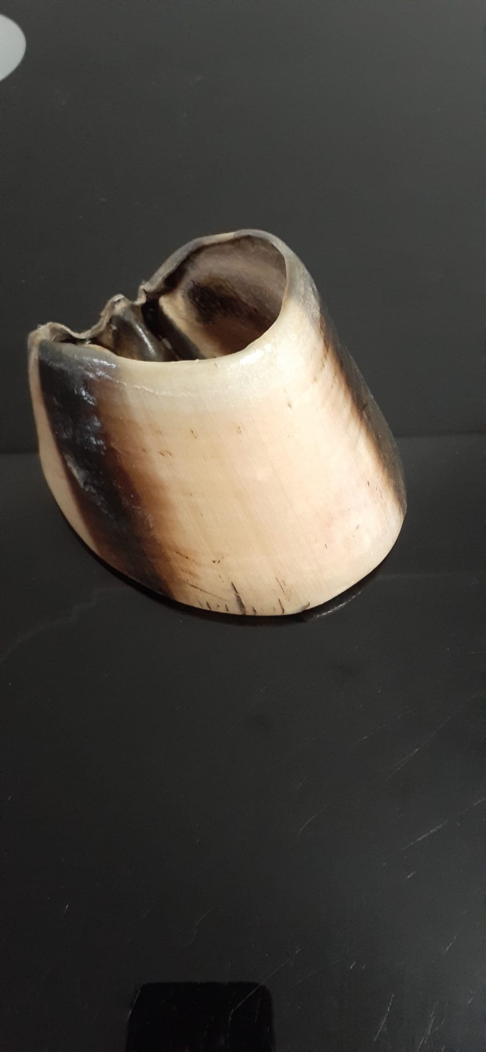 White horse hoof taxidermy