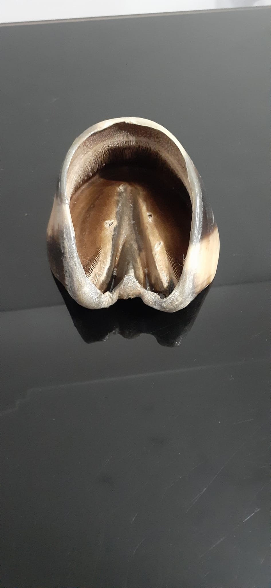 White horse hoof taxidermy