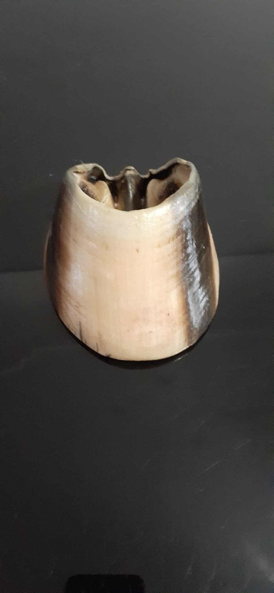 White horse hoof taxidermy