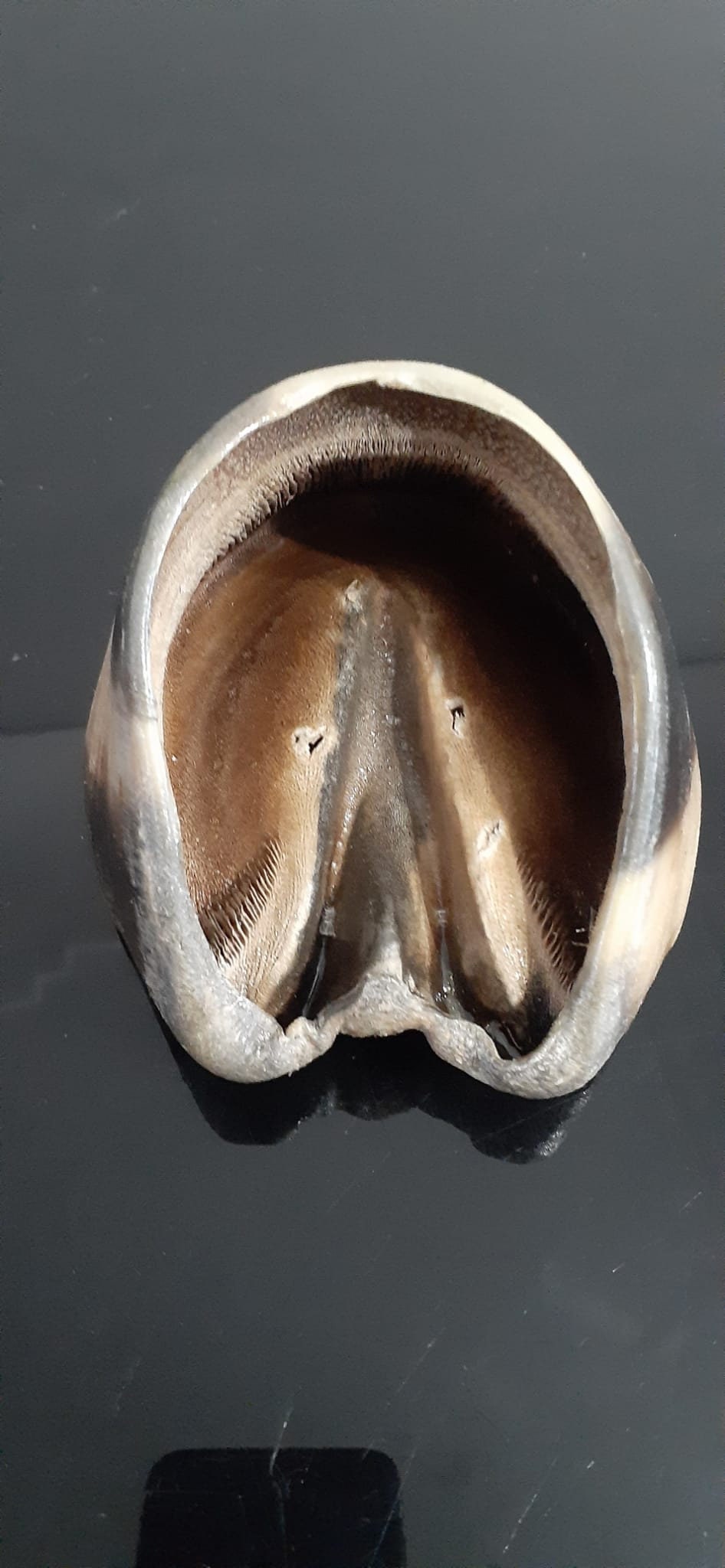 White horse hoof taxidermy