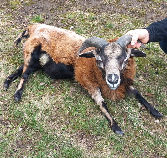 Semi posable soft mount goat taxidermy with his horns