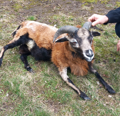 Semi posable soft mount goat taxidermy with his horns