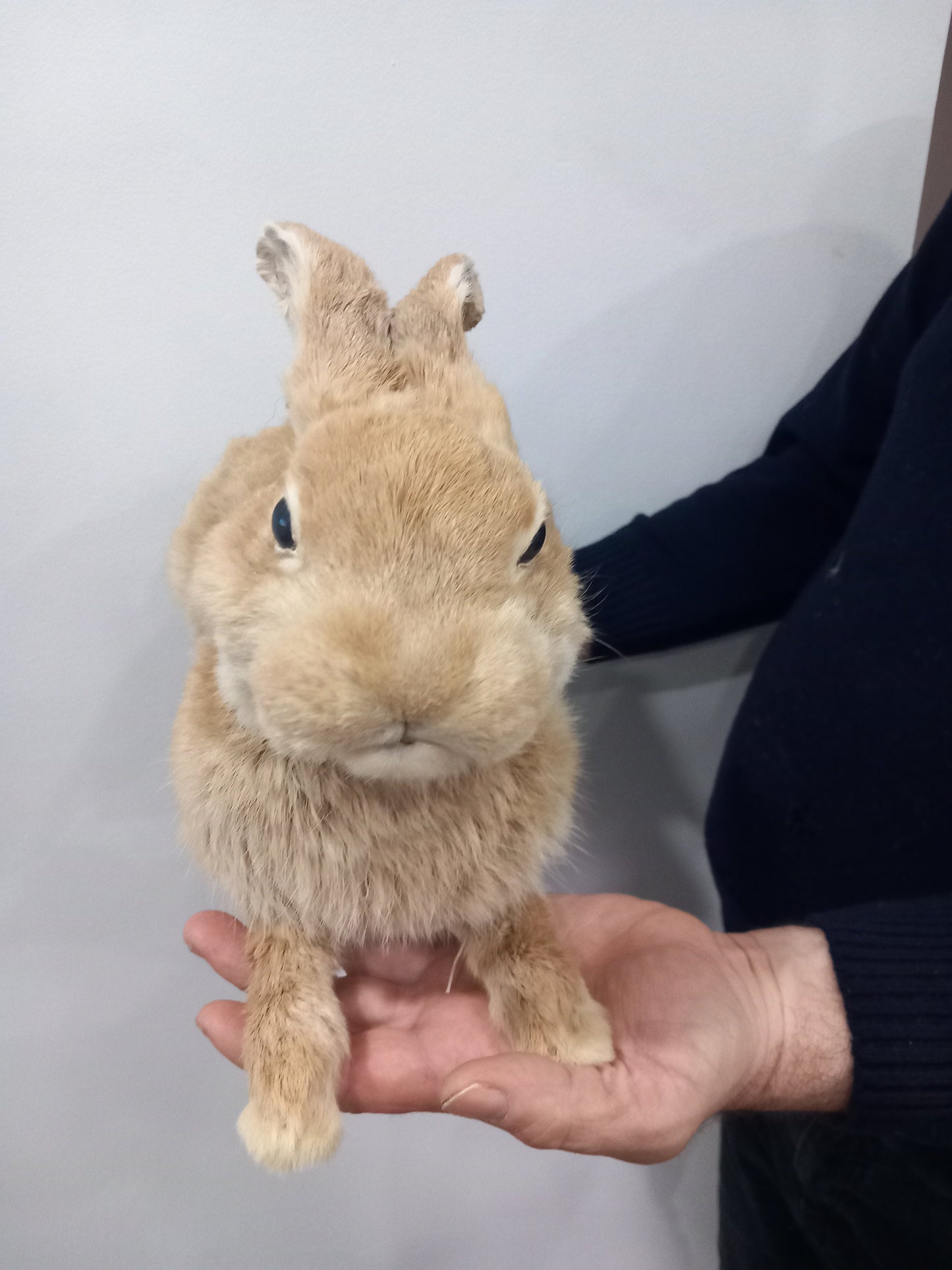 Posable soft mount rabbit taxidermy, orange bunny taxidermy