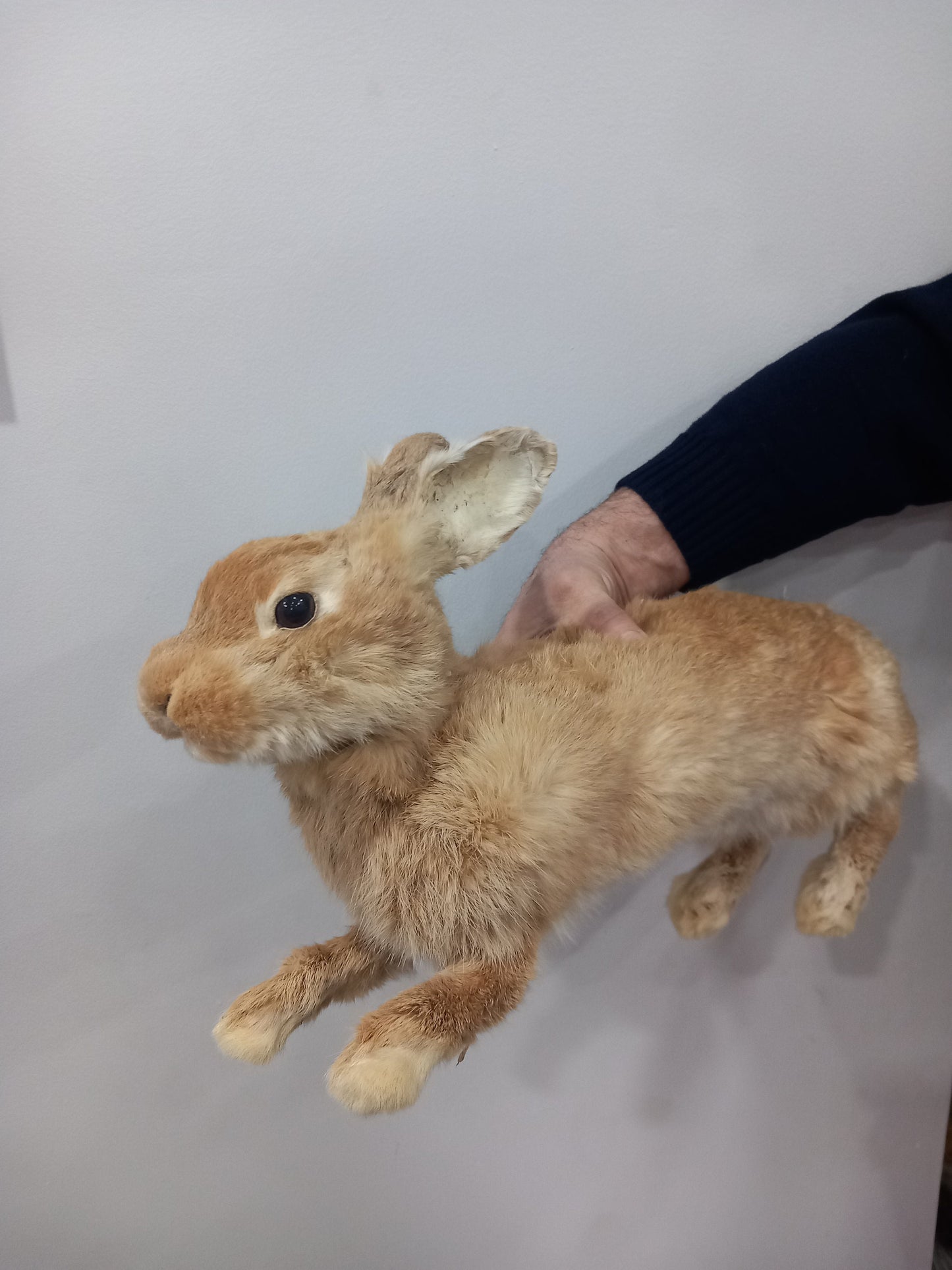 Posable soft mount rabbit taxidermy, orange bunny taxidermy